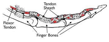 Tendon Diagram Hand : Body Anatomy Upper Extremity Tendons The Hand ...