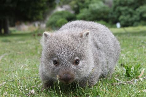 Wombat | The Biggest Animals Kingdom