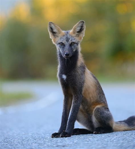 7 Of The Most Beautiful Fox Species In The World ~ Where beauty exist