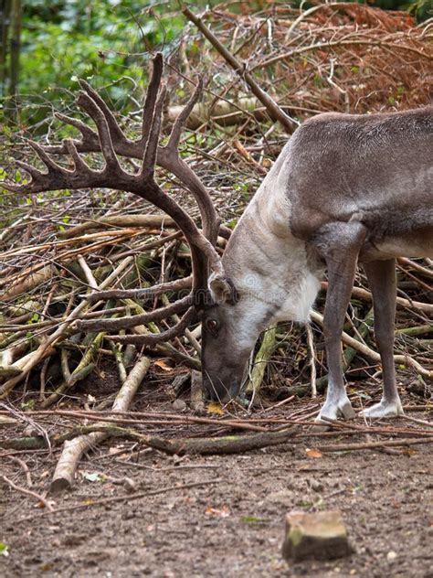 Male Reindeer in Natural Habitat Stock Image - Image of reindeer ...