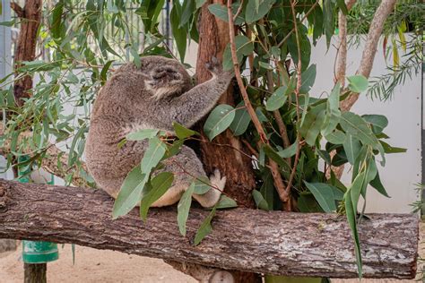 Koala sleeping on tree 12958008 Stock Photo at Vecteezy