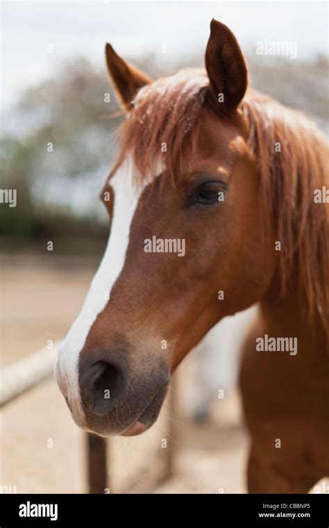 Horse face close up hi-res stock photography and images - Alamy