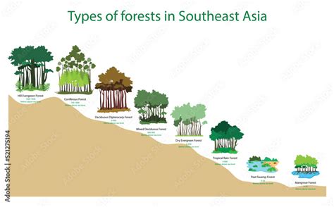 illustration of biology and forests, Types of forests in Southeast Asia ...