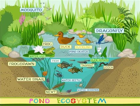 Simple Pond Ecosystem Diagram