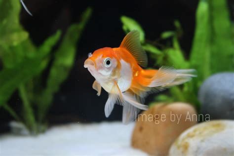 Oranda Goldfish - Etsy