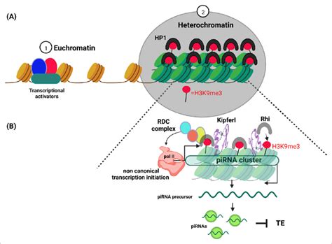 Schematic diagram illustrating euchromatin and heterochromatin ...