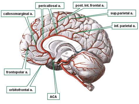 Anterior cerebral artery