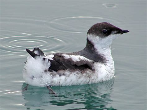 Marbled Murrelet (Brachyramphus marmoratus) Facts - Bird Baron