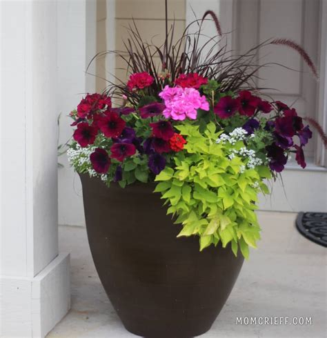 Upgrade Your Home's Curb Appeal: Flower Pots for Front Steps That Will ...