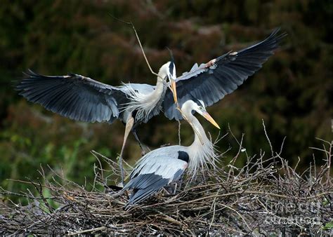 Great Blue Herons Nesting Photograph by Sabrina L Ryan - Fine Art America