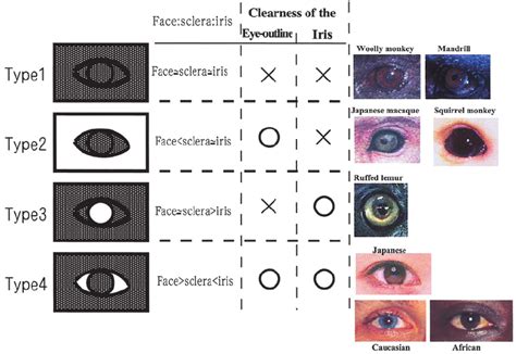 Colour patterns of sclera, iris and face skin around the eye ...