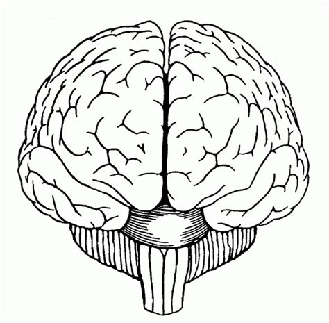 Simple Brain Drawing at GetDrawings | Free download