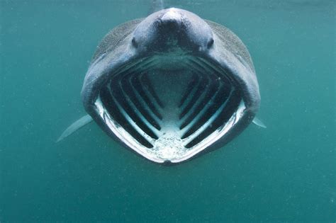 Basking shark jaws photo and wallpaper. Cute Basking shark jaws pictures