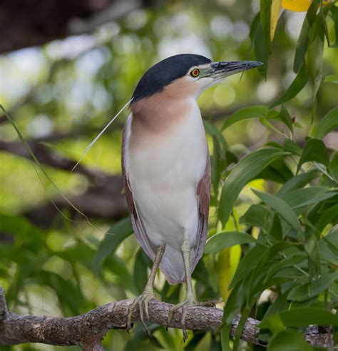 Nankeen Night Heron (Nycticorax caledonicus).02 | Wildlife park, Heron ...