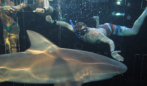 Shark Encounter - Meet the sharks in Cancun