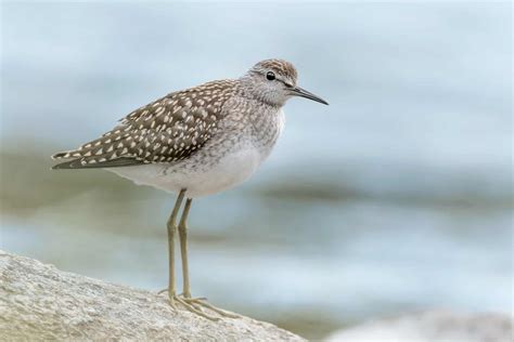 Sandpiper - A-Z Animals