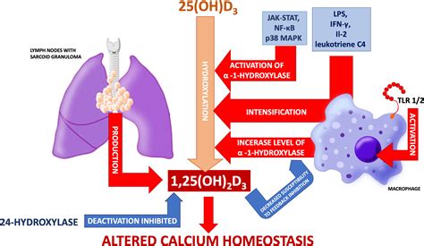 Sarcoidosis and calcium homeostasis disturbances—Do we know where we ...