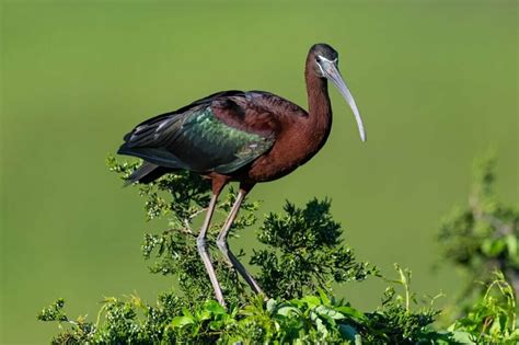 Ibis Symbolism - Spirit Animal Totems