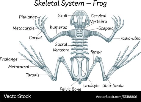 Frog Skeleton Clipart