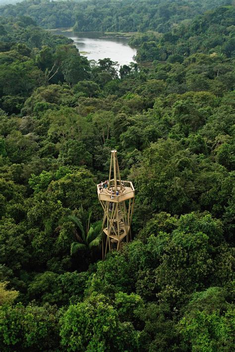 Rainforest Trees In Panama - HooDoo Wallpaper