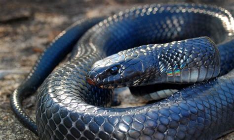 Eastern Indigo Snake