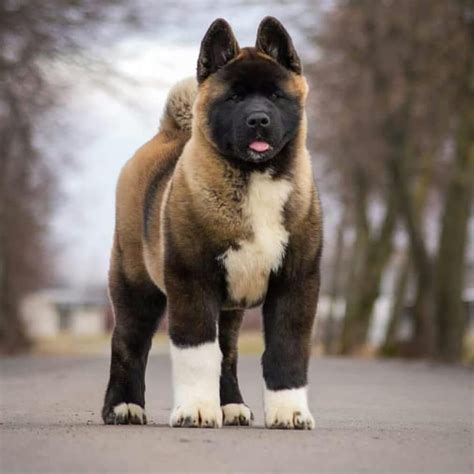 30+ Akita puppy information