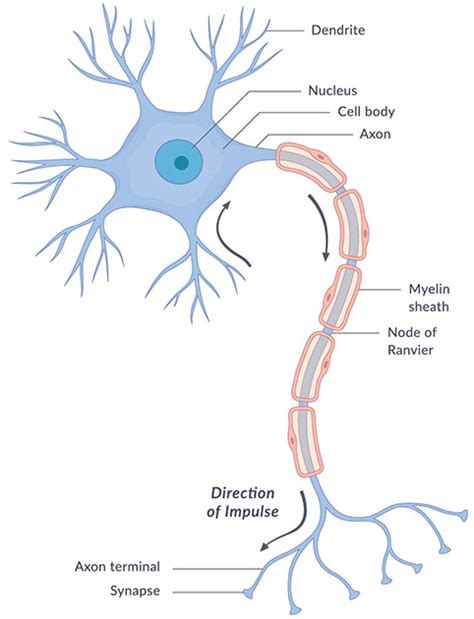 What are the parts of the nervous system? | NICHD - Eunice Kennedy ...