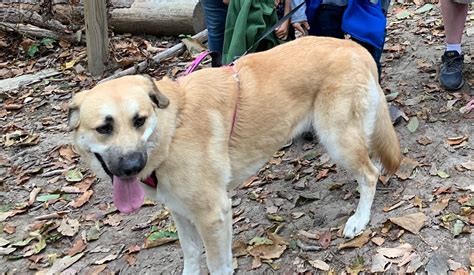 Trying to identify if our rescue is an Anatolian Shepherd. We were ...