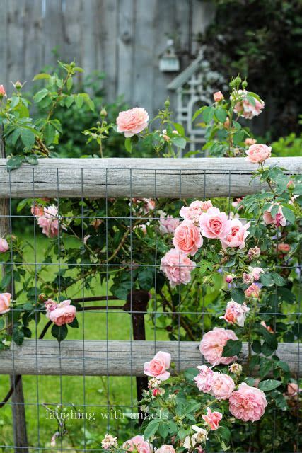 Pink Roses on Wooden Fence