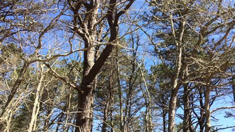 Gypsy moth damage in Truro on Cape Cod - YouTube