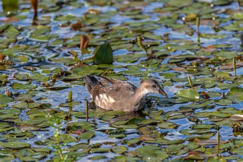 Female Common Moorhen stock image. Image of fish, feeding - 226886763