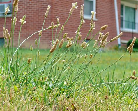 Specialist: Controlling lawn weeds in drought carries risks