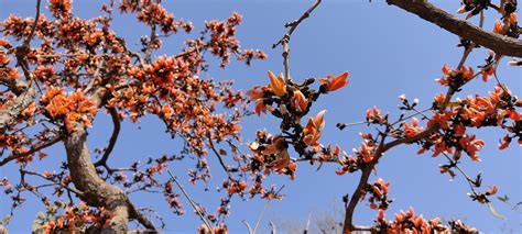 Palash Tree in Summer Season, India. Stock Photo - Image of closeup ...