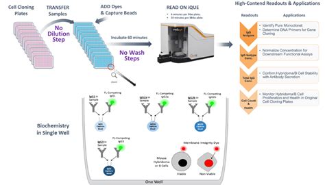 Mouse IgG Type and Titer Assay - Intellicyt