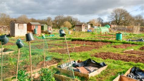 Allotment Sheds – Which is The Best Shed for Your Allotment?