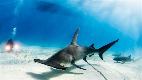 Hammerhead Sharks (Diet, Habitat, Lifespan & Danger For Humans ...