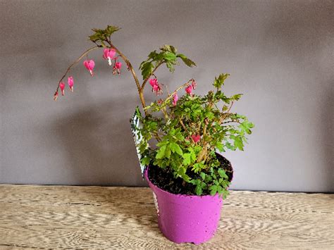 Dicentra spectabilis - Rockbarton Garden Centre