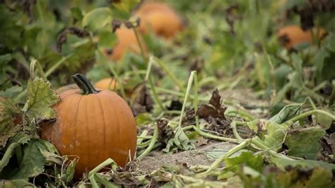 The Pumpkin Patch – Pumpkin Patch Farms