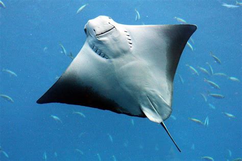 Stingray vs. Box Jellyfish: Which Deep Sea Creature Would Win In A ...