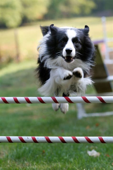 Border Collie Agility (With images) | Border collie dog, Training your ...