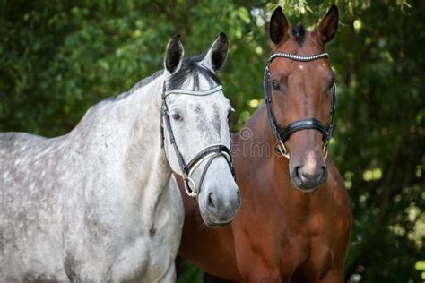 Two Beautiful Horses Posing Together in Summer Stock Image - Image of ...