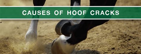 How to Treat Cracked Hooves on Horses | Kauffman's