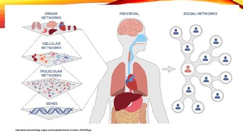 EVOLUTION OF GENOMES Chapter 21 GENOMICS The study