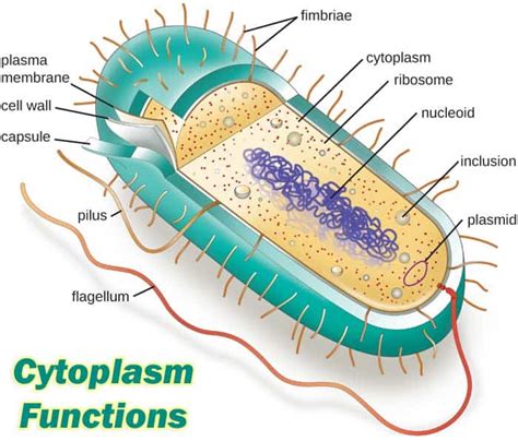 16 Cytoplasm Functions | Cytosol Functions (Updated 2023)