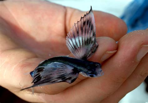 Flying Fish – "OCEAN TREASURES" Memorial Library