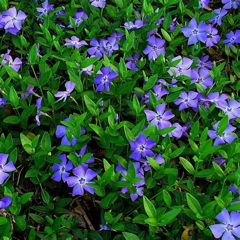 1 X VINCA Minor Small Blue Periwinkle Evergreen Shrub Hardy Garden ...