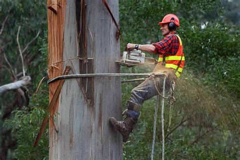 Need For Tree Lopping