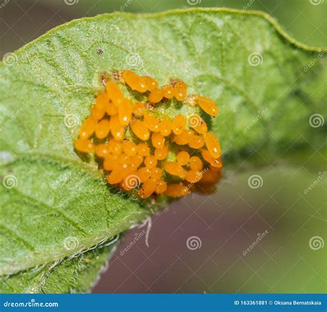 Larvae of Pest Beetles on the Leaf Stock Image - Image of pest, plant ...