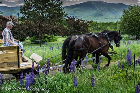 Sugar Hill, NH–Lupine Festival - Travis Paige Photography