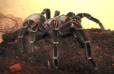 World's Biggest Spider ever Seen ~ MyClipta